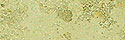 Dietfurt Beige Limestone - Honed