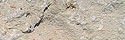 Dietfurt Beige Limestone - Split and Tumbled
