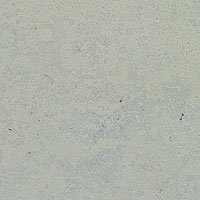 Dietfurt Grey / Blue Limestone - Sarena